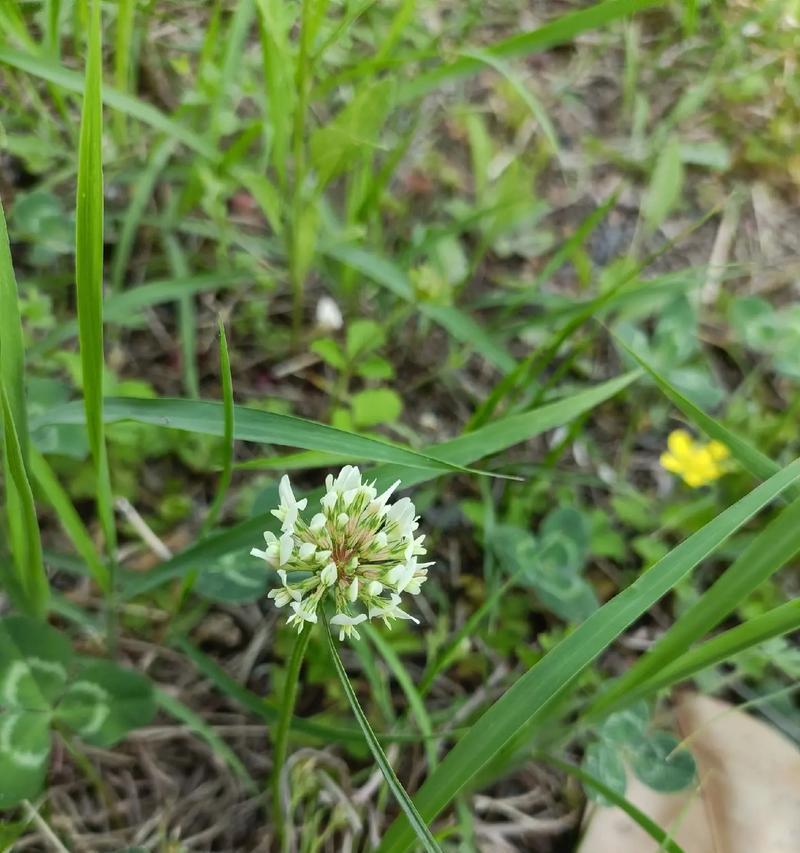 红薯是多年生植物吗？了解其生长周期和特性