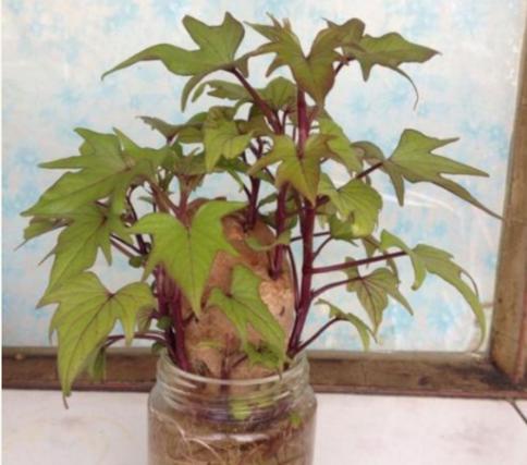 红薯是多年生植物吗？了解其生长周期和特性