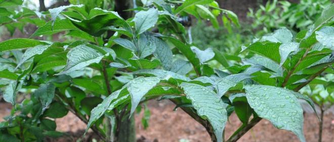 红薯是块根还是块茎？如何区分块根和块茎植物？