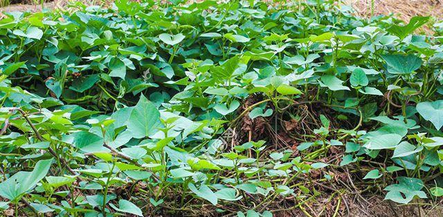 红薯属于哪种根系植物？其根系特点是什么？