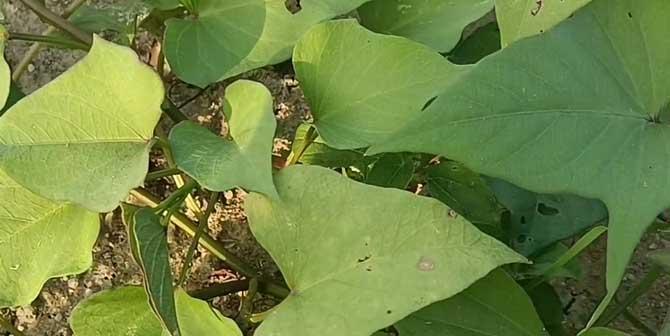 红薯种植时应该选择阴凉还是阳光充足的地方？