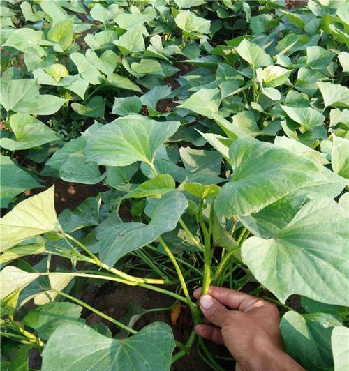 红薯种植时应该选择阴凉还是阳光充足的地方？