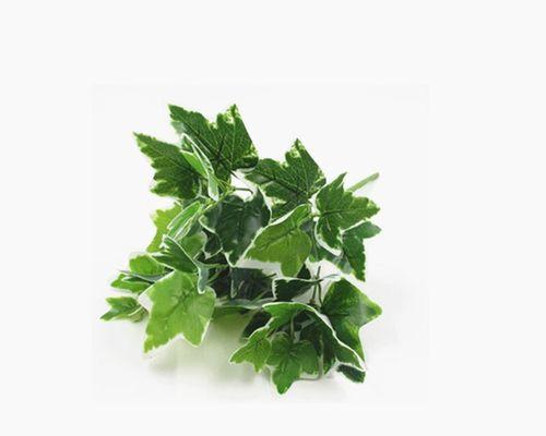 红薯叶子有毒吗？食用安全性和营养价值解析