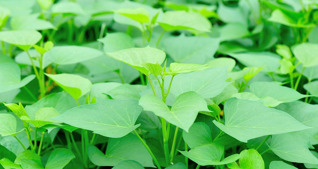 红薯长什么样子？如何辨别不同品种的红薯？