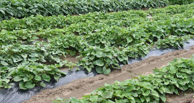 红薯种植条件适合在什么地方种植？如何选择最佳种植地点？