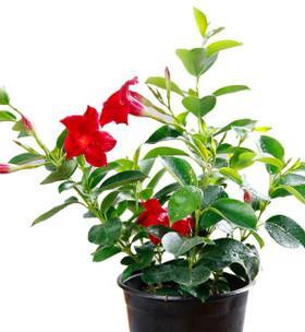 红双喜花家庭养法有哪些技巧？如何确保花开茂盛？