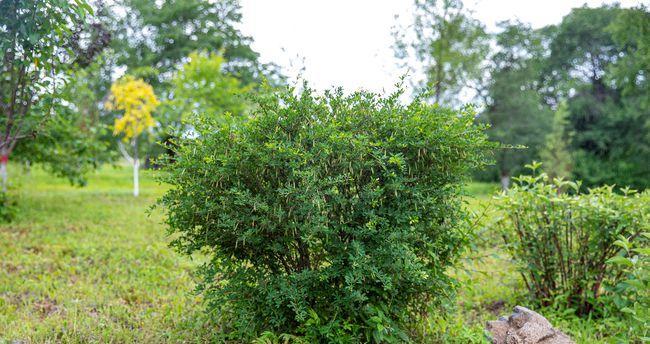 红松是热带植物吗?红松的生长环境和特点是什么?