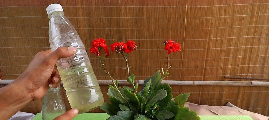 红糖水浇花的好处是什么？哪些花适合用红糖水浇灌？