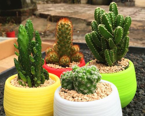 红土种植多肉植物的正确方法是什么？