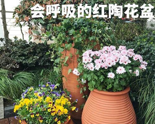 红土种植多肉植物的正确方法是什么？