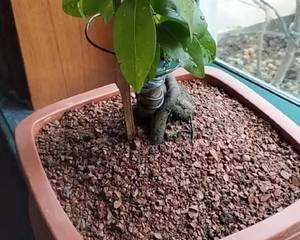 红土种植花卉的可行性及注意事项是什么？