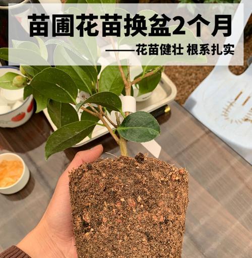 红土种植花卉的可行性及注意事项是什么？