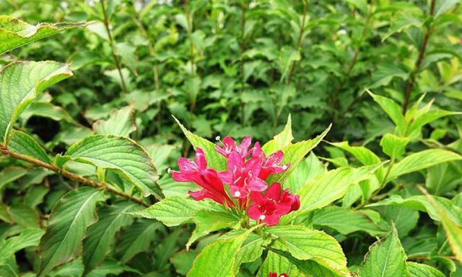 红王子锦带开花频率及花期持续时间？