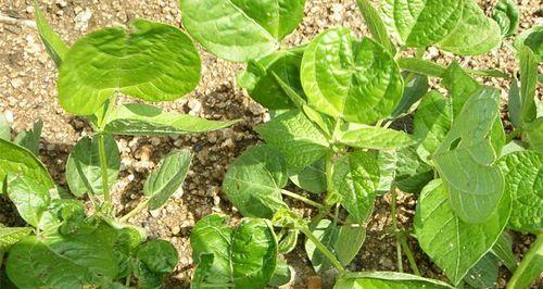 红小豆播种的最佳时间是什么时候？如何确保种植成功？