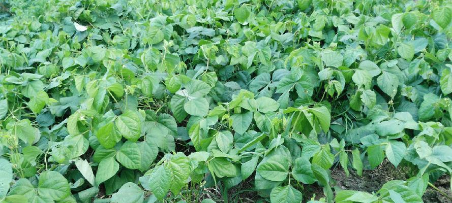 红小豆什么时候种植最好？种植方法有哪些？