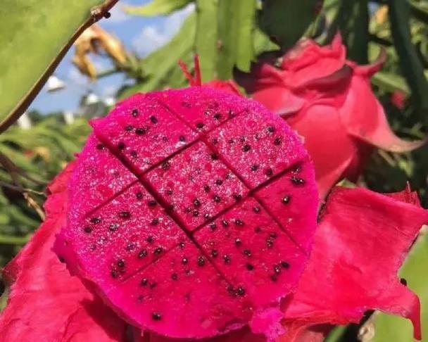 红心火龙果甜度高吗？如何挑选更甜的火龙果？