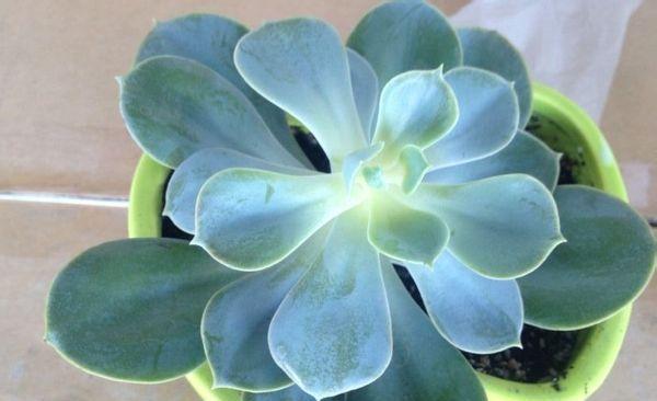 红心莲叶子变软怎么办？如何正确处理植物叶子软化问题？