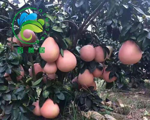 红心柚种植条件是什么？哪些地区最适合种植红心柚？
