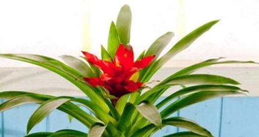 红星高照花喜欢阳光吗？光照需求和种植建议是什么？