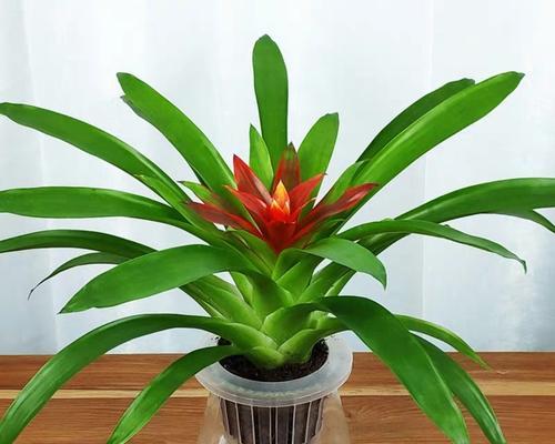 红星怎么养长的好？掌握这些技巧轻松培育健康植物