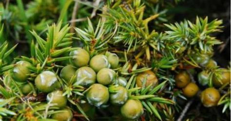 红杏属于裸子植物吗？裸子植物的定义是什么？
