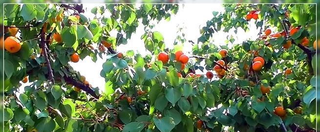 红杏属于什么植物类型？它是如何分类的？