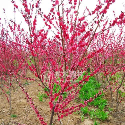 红叶碧桃花期多长时间？如何延长观赏期？