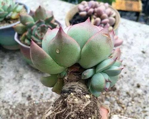 红叶祭徒长怎么办？如何有效控制徒长问题？