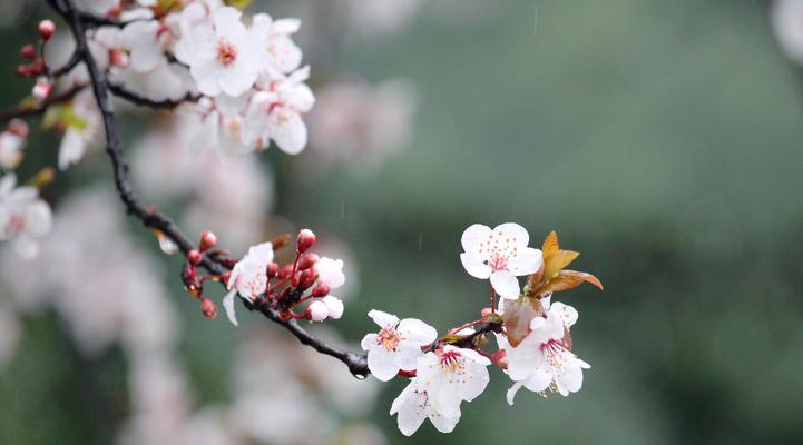 红叶李的花期是什么时候？最佳观赏期在几月？