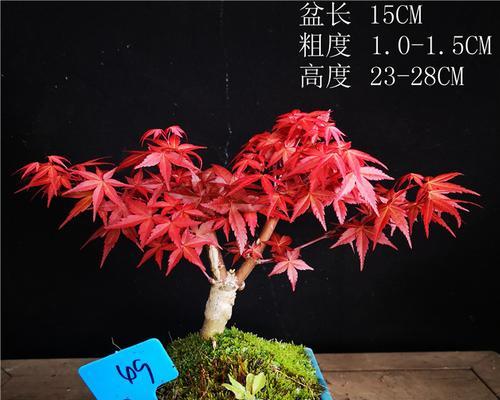 红叶盆栽有哪些常见植物？如何选择适合的红叶盆栽？