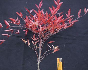 红叶盆栽有哪些常见植物？如何选择适合的红叶盆栽？