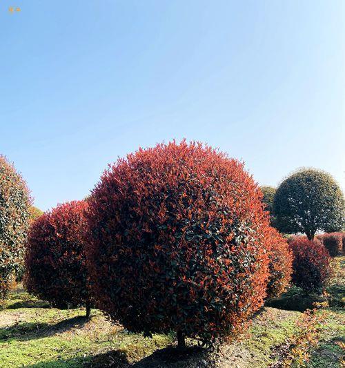 红叶石楠喜阴还是喜阳？光照需求与种植建议是什么？