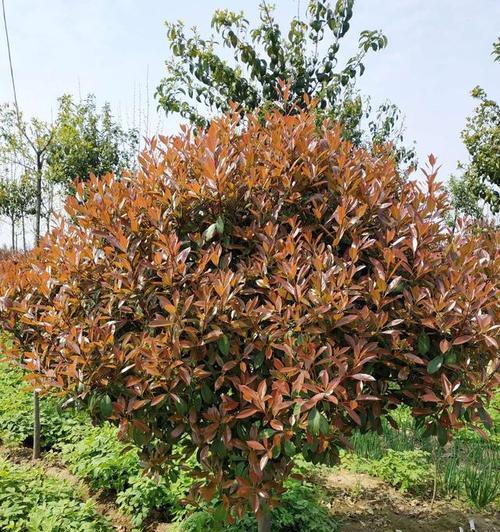 红叶石楠喜阴还是喜阳？光照需求与种植建议是什么？