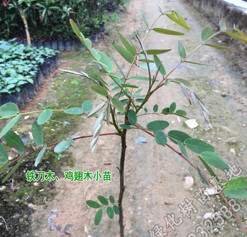 红影木是什么木材？它的特点和用途有哪些？