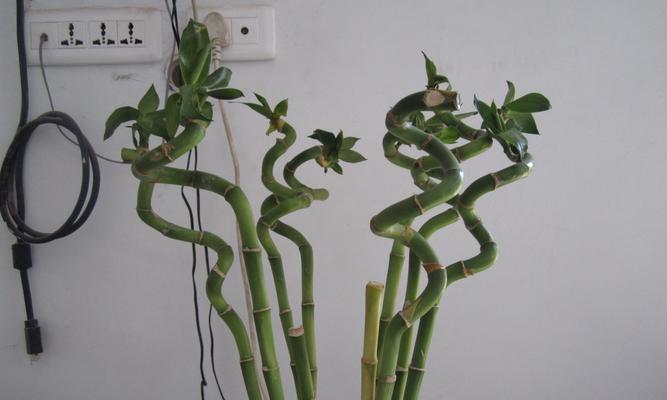 红运竹水培技巧有哪些？如何成功繁殖红运竹？