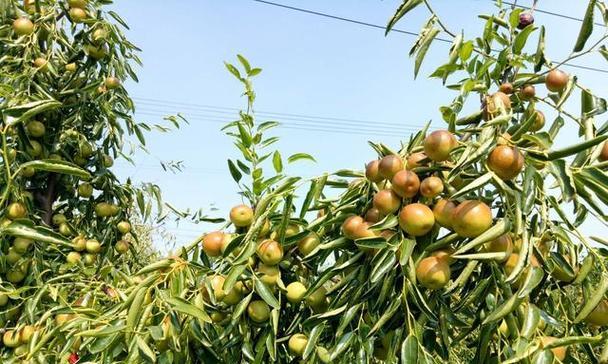 红枣种植条件是什么？哪些地方最适合种植红枣？