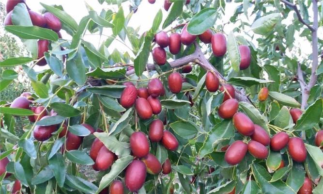 红枣种植条件是什么？哪些地方最适合种植红枣？
