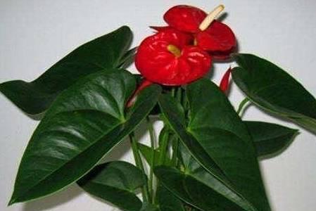 红掌不开花是什么原因？如何解决红掌不开花的问题？