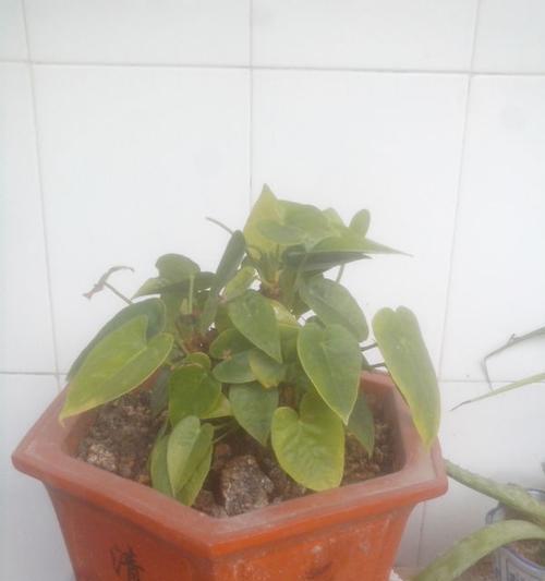 红掌不开花是什么原因？如何解决红掌不开花的问题？