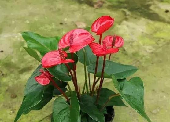 红掌不开花是什么原因？如何解决红掌不开花的问题？