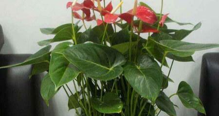 红掌的花期是什么时候？如何延长红掌的开花时间？