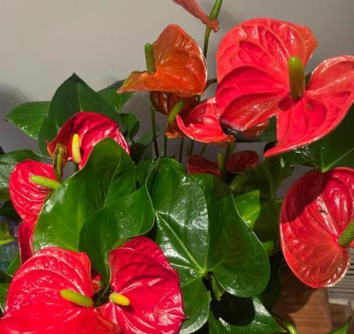 红掌的花期是什么时候？如何延长红掌的开花时间？