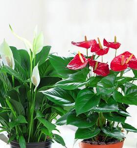 红掌汁液对人体有害吗？接触后应该怎么办？