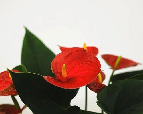 红掌冬天开花吗？如何在冬季保持红掌开花？