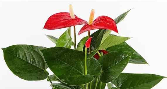 红掌冬天开花吗？如何在冬季保持红掌开花？