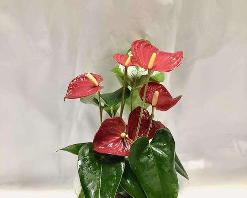 红掌冬天开花吗？如何在冬季保持红掌开花？
