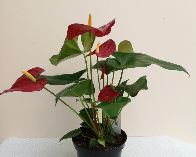 红掌对人身体有害吗？养植红掌需要注意什么？