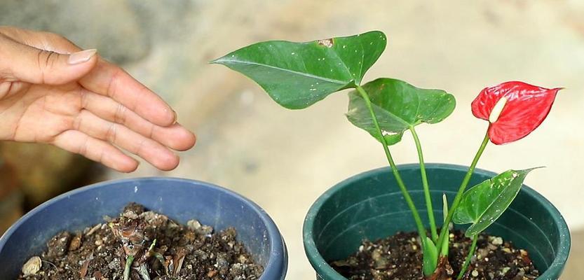 红掌根系发达吗？如何判断红掌根系的健康状况？