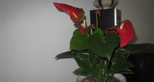 红掌花浇水频率和量是多少？如何正确养护？