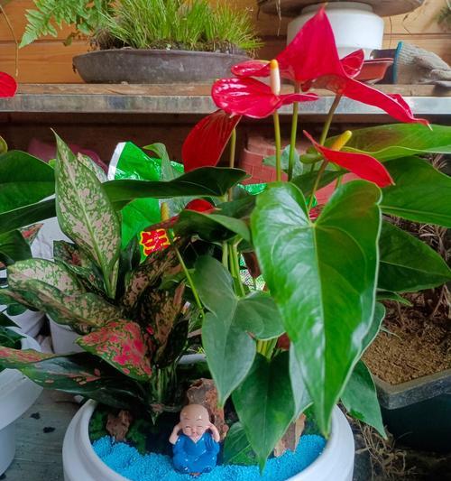 红掌花浇水频率和量是多少？如何正确养护？